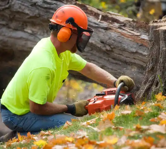 tree services Curtis